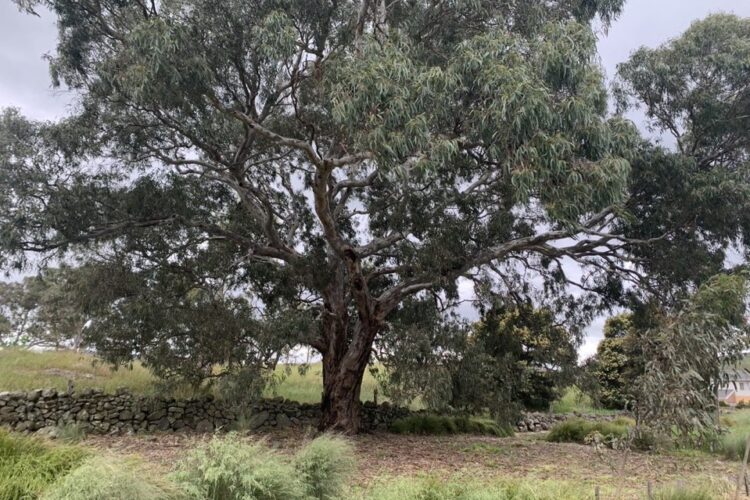 Layers in the cultural landscape: ancient trees and stone walls [Image courtesy City of Whittlesea]