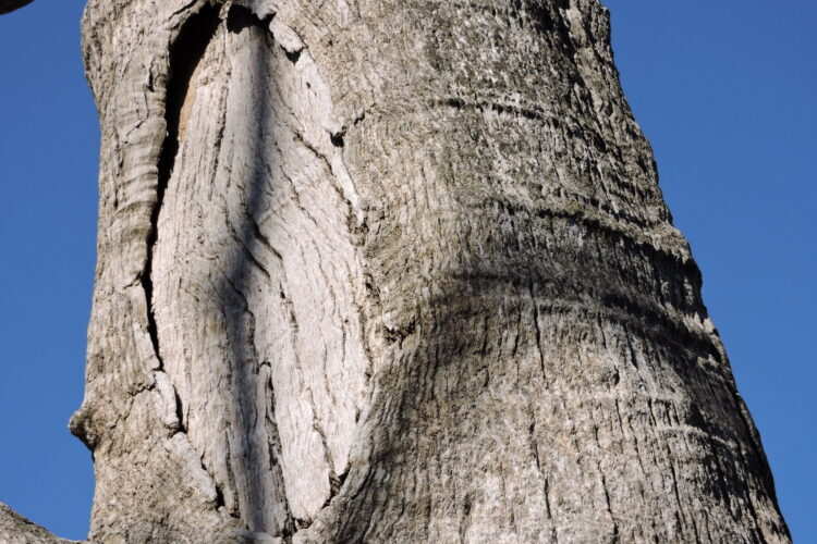 Scar remaining after bark removal to create a cultural object, Boort [C. Johnston]